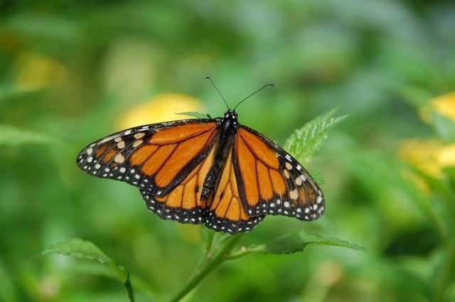 Monarch butterfly in grove at Pismo Beach